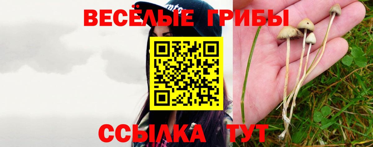 Бердск  Галлюциногенные грибы Psilocybine cubensis  Вход с VPN 